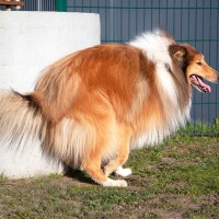 犬がトイレ中にみせる仕草や行動５つ　どんな心理が隠されているの？飼い主が取るべき対応まで