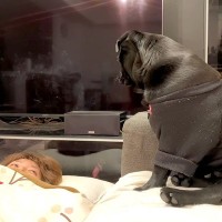 飲みすぎて酔い潰れたママ→心配した犬がやってきて…愛を感じる『全力で一生懸命な光景』に反響「いい子」「熱烈なペロペロに笑っちゃうｗ」