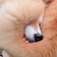 何気なく『庭で遊ぶ犬を撮影した』結果→「どうなってるのｗｗ」「目の錯覚がｗ」もはや謎の生物にしか見えない『衝撃の光景』に2万いいね集まる