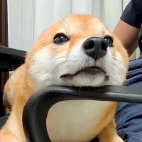 膝の上でくつろぐ犬→突然ぴょこん！まさかの『耳が生え変わる瞬間の光景』に悶絶「想像以上の速さだったｗ」「ウサギが犬になった」と2万いいね