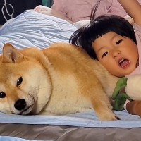 赤ちゃんと一緒に育った犬→2年後…まるで本当のお母さんのような『女の子への対応』に6万いいね集まる「貫禄がｗｗ」「無で笑った」と絶賛