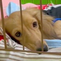 不安げな顔の元繁殖犬→帰宅のたびに様子を撮り続けた結果…思わず涙する『6ヶ月後の光景』が16万再生「全然表情が違う」「応援してる」と感動