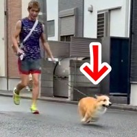 散歩中に『犬の前から姿を消してみた』結果…あまりにも健気な『気付いた瞬間の行動』に「キュンってなる」「愛しくなっちゃう」と反響