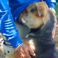 『放っておけば処分される犬』を保護→たった2日目で…想像もできなかった『泣ける光景』に反響「初めて見た」「どうか幸せになって」と感動の声