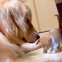保護された赤ちゃん猫が部屋を歩いていたら、大型犬が…思わず癒やされる『親子のような様子』に反響「天使すぎ」「疲れ吹き飛ぶ」と称賛