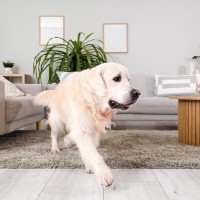 愛犬が飼い主の前を『素通り』する心理4つ　愛犬が飼い主に伝えようとしていることとは