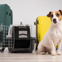 愛犬との旅行を快適にするための準備とは？移動時の安全対策や旅先での注意点を獣医が解説