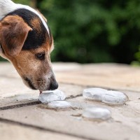 犬は『氷』を食べても大丈夫？与えすぎてしまった場合に起こる危険な症状とは