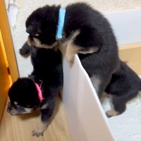 よちよち歩きの赤ちゃん犬たち→外の世界に興味津々で…みんなで大脱走を試みる光景が11万再生「元気な脱走兵たちｗ」「可愛いの大渋滞」と悶絶