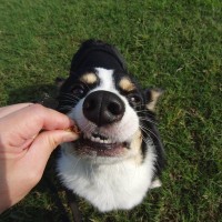 犬が『わがまま』になる絶対NG行動5選　素直な性格に育てるためのトレーニング方法とは？