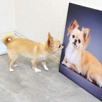 犬の『大きなフォトパネル』を部屋に飾った結果→別の犬だと勘違いしている様子で…『まさかの行動』に爆笑「ちゃんと手でガードしてるｗ」