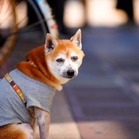 犬の年齢を人間で換算すると何歳なの？ライフステージに合った食事や健康管理まで