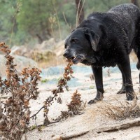 犬が『雑草』を食べる心理5選　道端の草を食べてしまう理由や危険性まで