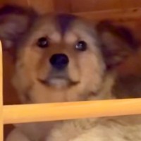 『元野犬の赤ちゃん』をお迎え→不安そうな顔をしていて…１ヶ月半後『まるで違う犬のような変化』が50万再生「幸せ確定」「沢山笑ってね」