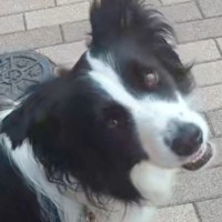 病院で注射を頑張った犬に『何が食べたいか』聞いてみた結果…連れて行かれた『まさかの場所』に爆笑「前世人間だった？ｗｗ」「グルメで草」と反響