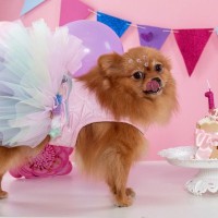 愛犬にとっては意味のない『4つの贅沢』　満足するのは飼い主だけかも？愛犬が望んでいることとは