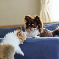 犬を『多頭飼い』するのに適したタイミングがある？不幸な思いをさせないための注意点とは