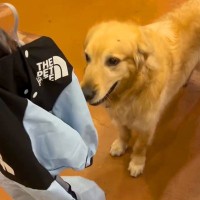 雨の日、快適に散歩できるよう『初めてのカッパ』を着る大型犬→想定外だった『尊い反応』に反響「見た目とのギャップ」「心が持たない」