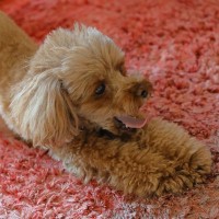 犬が『寝起き』にみせる仕草や行動4選　愛犬が寝ぼけているときの注意点や飼い主がすべき配慮まで