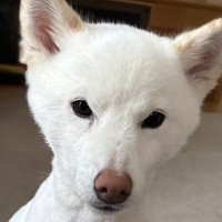 サマーカットをした犬→1ヵ月後…まるで別犬のような『驚きのビフォーアフター』に1万いいね「原状回復してて草」「笑い止まらんｗｗ」と爆笑