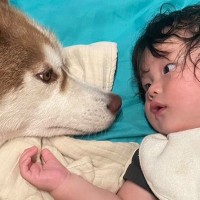 ママが家事をしているすきに、赤ちゃんと大型犬が…あまりにも尊い『母性が爆発している光景』が594万再生「素敵」「ずっと見てたい」と反響