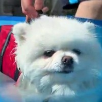 お家でプール開き→『犬が喜んで泳いでくれる』と思っていたら…想定と違いすぎる『まさかの反応』が101万表示「泳ぐ気ゼロｗｗ」と爆笑