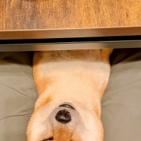 食事中、ふと下の方を見てみた結果→いつの間にか犬が…想定外だった『まさかの光景』に6万3000いいね「直立で笑った」「常習犯ｗｗ」と爆笑