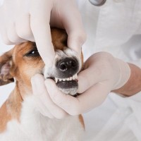 その歯、放っておくと危険！犬の『歯周病』を予防・改善する方法とは【獣医が解説】