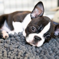 犬の口蓋裂ってどんな病気？症状や治療法、その後の生活まで獣医が解説