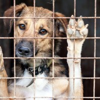 保護犬を救う仕組みとは？ASVガイドラインで読み解く動物福祉について【獣医師執筆】