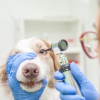 犬の目が失明してしまう『危険な病気』4選　見逃してはいけない初期症状とは？