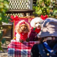 犬を『アクセサリー感覚』で飼っている人の共通点5選　愛犬を不幸にする飼い主の特徴とは？