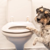犬が『飼い主のトイレ前で待機する』理由5選　ずっと待ち続けているけど放っておいて大丈夫？