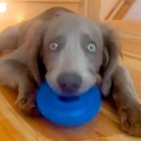 ドーナツ状のおもちゃで遊んでいる大型犬→まさかのハプニングが…まるで『人間のような反応』に23万再生の反響「アホ可愛いｗ」「愛おしい」