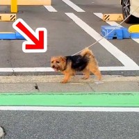 散歩中の犬の前に『いるはずのないパパ』が突然現れたら…心温まる『まさかの展開』が16万再生「至福のとき」「たまらない」と絶賛