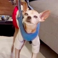 ぐるぐる歩く『グル活』をする18歳のおじいちゃん犬…パパがDIYした『まさかの贈り物』が206万再生「愛がこもってて涙出る」と称賛続々