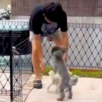 ママが入院し、寂しく留守番する犬2匹→心配した息子と娘が帰ってきて…思わず泣ける『熱烈大歓迎』が話題「素敵な家族」「本当にかわいい」の声