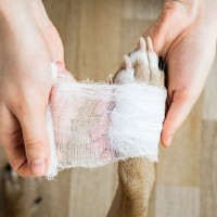 犬が散歩中に負いやすい『ケガ』4つ　愛犬の身を守るために飼い主が意識すべきこととは