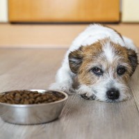 愛犬が『ご飯を残してしまう』原因5つ　急に食べなくなったのはなぜ？飼い主ができる改善策まで