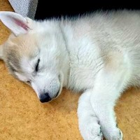 大きい犬を飼うのが夢だった男性→ハスキーの子犬を連れて帰ったら…まさかの『思ってたのと違う成長』に「いいお顔」「まじ可愛い」と反響