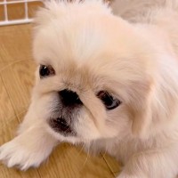 夏休み、リコーダーの練習をする女の子→音色を聴いた犬が突然…一生懸命すぎる『まさかの反応』に絶賛の声「一緒に歌ってるｗ」「めちゃ可愛い」