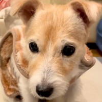 目が見えなくなってから初めてトリミングをしたおばあちゃん犬→声をかけると…思わず泣ける『愛おしい反応』が25万再生「赤ちゃんみたい」