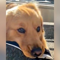 『ゴールデンレトリバーを迎える前に知っておくべきこと』共感が止まらない"あるあるな光景の数々"が94万再生「わかりみがすぎる」「可愛い」