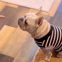 『バーン！』犬に倒れこむよう指示→その場で転がるかと思っていたら…演技派すぎる『まさかの行動』が108万再生「間ｗ」「こだわり強くて草」
