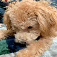 食事が少なく、毛がハゲてガリガリだった『生後６ヶ月の犬』を飼った結果…もはや別犬のような『ビフォーアフター』に反響「かわいすぎる」