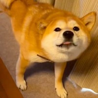 ネコを飼っている友人に『犬をあずけた』結果…帰宅後、まさかの『影響を受けすぎている様子』が19万再生「ネコ科の柴犬ｗｗ」「かわいすぎる」