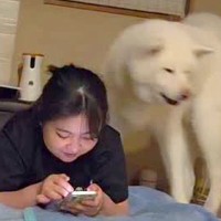 女の子に寝床を取られた秋田犬→どうしても取り返したくて…あまりにも愛おしい『控えめな抗議』が211万再生「ピーピー可愛すぎｗ」「優しい」