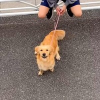 入院中、面会禁止の息子が大型犬と一緒に会いに来てくれて…涙あふれる『窓際から見えた光景』が1129万再生「愛が伝わる」「特効薬」と感動