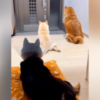 玄関でパパの帰りを待つ3匹の犬→ドアが開いた、次の瞬間…幸せすぎる『おかえりなさい』の光景に「みんな可愛い」「疲れ吹っ飛ぶ」と絶賛の声
