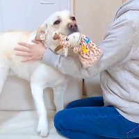 実家の犬と遊んで帰り、愛犬と１日ぶりに再会したら…浮気に気づいた瞬間の『まさかの態度の豹変』に反響「嫉妬で逃亡ｗｗ」「オチまで完璧」